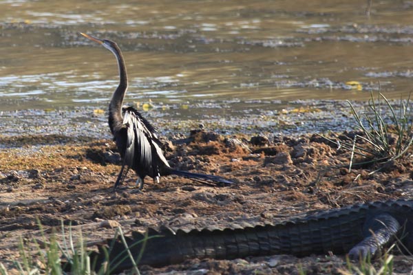 Slangenhalsvogel bij Krokodil